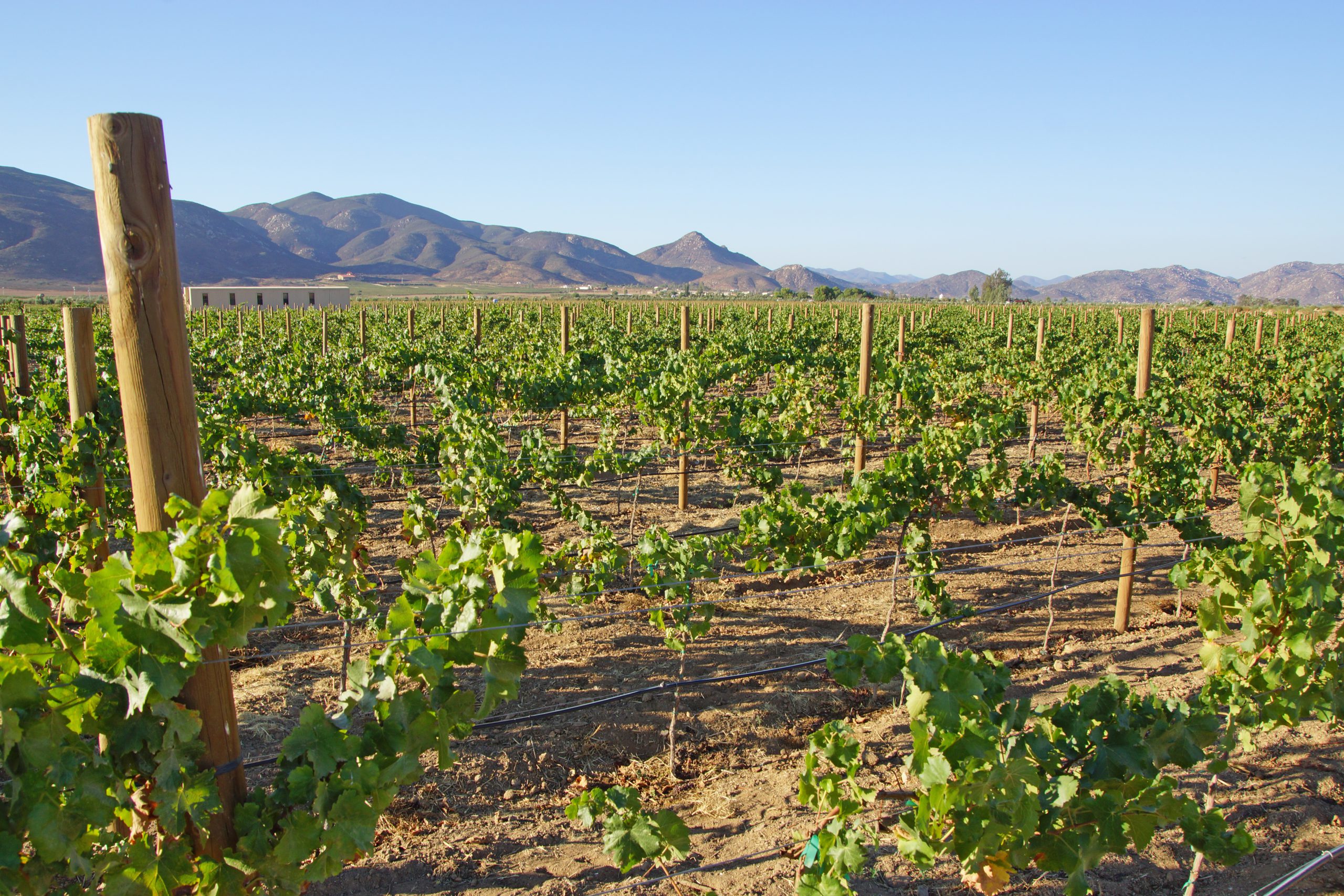 Picture of a vineyard with images of plants and soil, mountains and blue sky